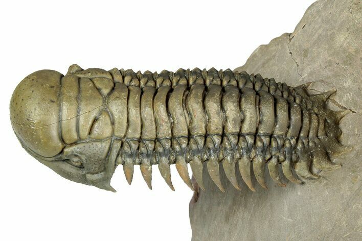 Flying Crotalocephalina Trilobite - Exposed Hyposteme #339443